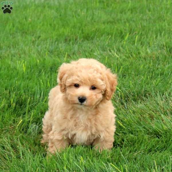 Quentin, Bich-Poo Puppy