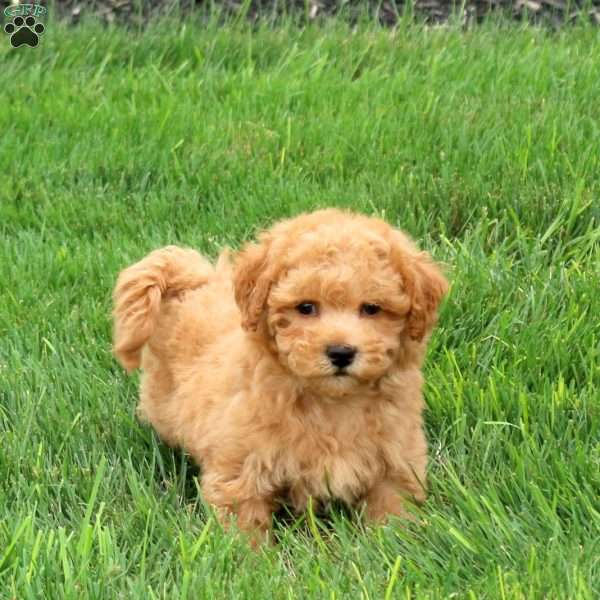 Quincy, Bich-Poo Puppy