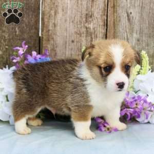 Shiloh, Pembroke Welsh Corgi Puppy