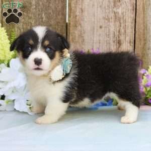 Autumn, Pembroke Welsh Corgi Puppy