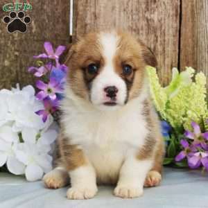 Shiloh, Pembroke Welsh Corgi Puppy