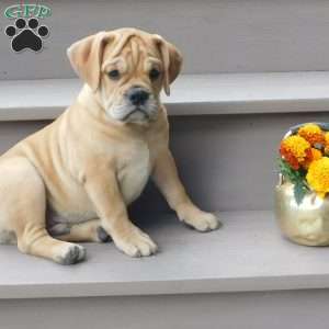 Rowdy, Miniature Bulldog Puppy