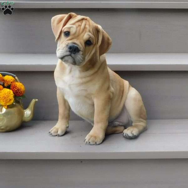Rowdy, Miniature Bulldog Puppy