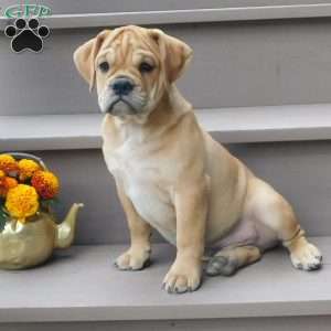 Rowdy, Miniature Bulldog Puppy