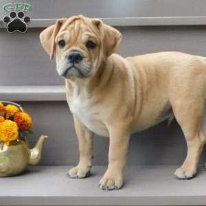 Rowdy, Miniature Bulldog Puppy