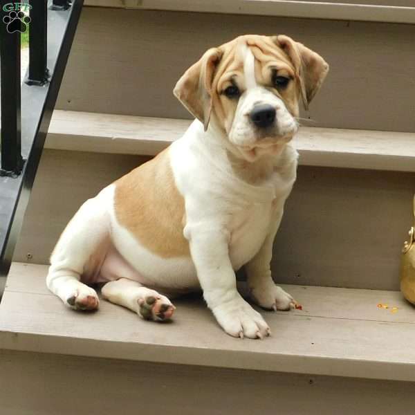 Rosy, Miniature Bulldog Puppy