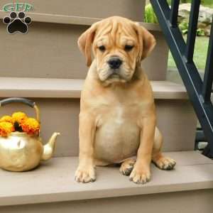 Brody, Miniature Bulldog Puppy