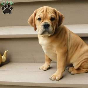 Brody, Miniature Bulldog Puppy