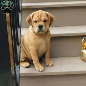 Brody, Miniature Bulldog Puppy