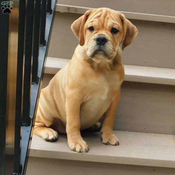 Brody, Miniature Bulldog Puppy
