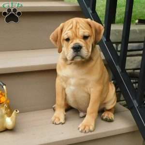Brody, Miniature Bulldog Puppy
