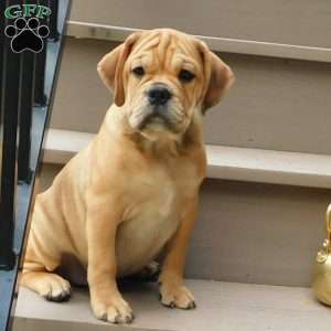 Brody, Miniature Bulldog Puppy