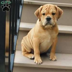 Brody, Miniature Bulldog Puppy