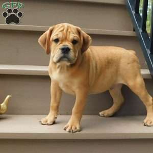 Brody, Miniature Bulldog Puppy