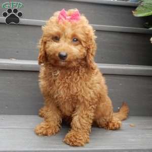Ellie, Mini Goldendoodle Puppy