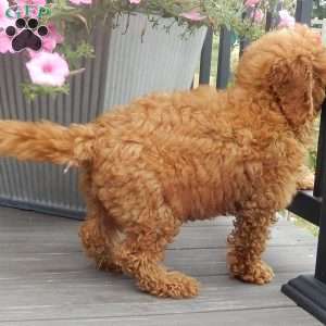 Ellie, Mini Goldendoodle Puppy