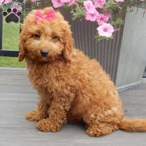 Ellie, Mini Goldendoodle Puppy