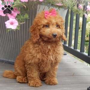 Ellie, Mini Goldendoodle Puppy
