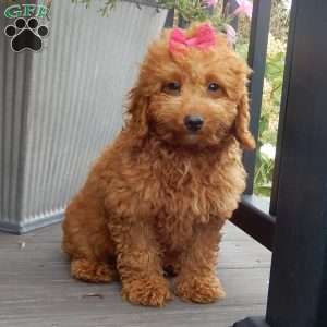 Ellie, Mini Goldendoodle Puppy