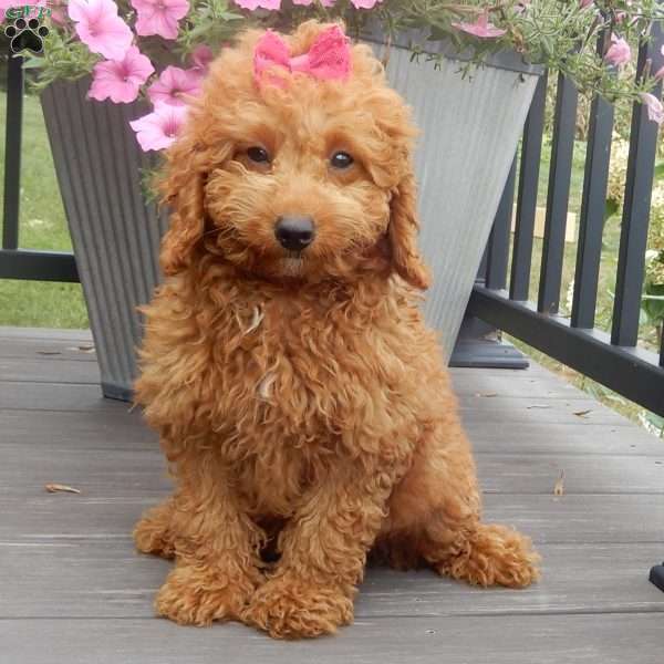 Ellie, Mini Goldendoodle Puppy