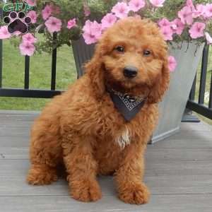Mason, Mini Goldendoodle Puppy