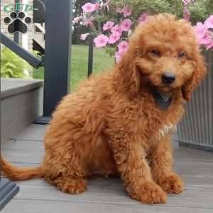 Mason, Mini Goldendoodle Puppy