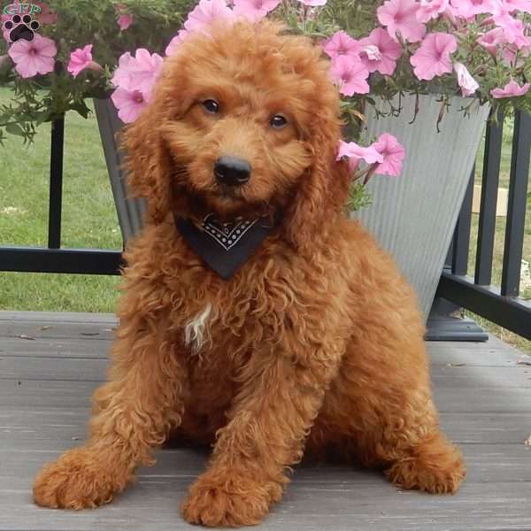 Mason, Mini Goldendoodle Puppy