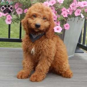 Mason, Mini Goldendoodle Puppy