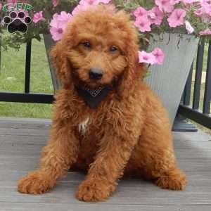 Mason, Mini Goldendoodle Puppy