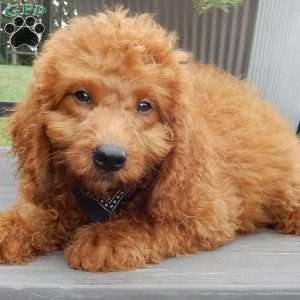 Mason, Mini Goldendoodle Puppy