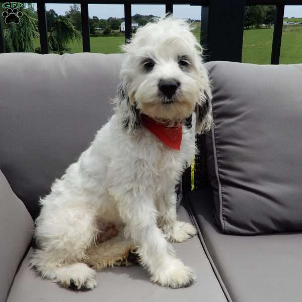 Boomer, Cockapoo Puppy