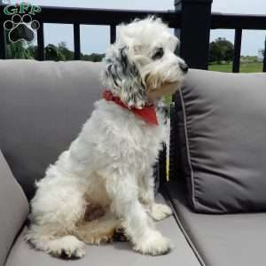 Boomer, Cockapoo Puppy