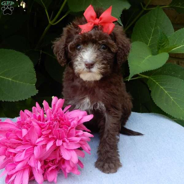 Coco, Mini Goldendoodle Puppy