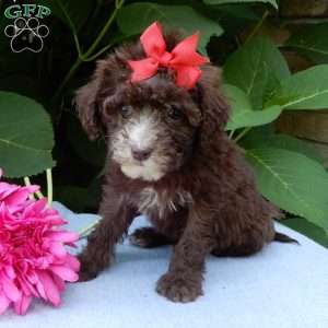 Coco, Mini Goldendoodle Puppy