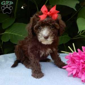 Coco, Mini Goldendoodle Puppy