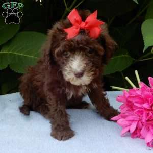Coco, Mini Goldendoodle Puppy