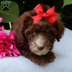 Coco, Mini Goldendoodle Puppy