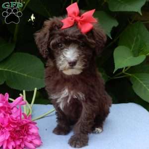 Coco, Mini Goldendoodle Puppy