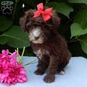 Coco, Mini Goldendoodle Puppy