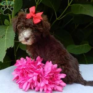 Coco, Mini Goldendoodle Puppy
