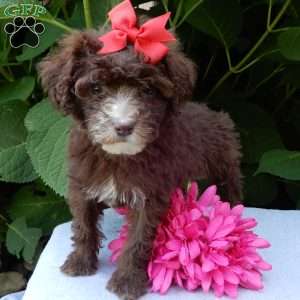 Coco, Mini Goldendoodle Puppy