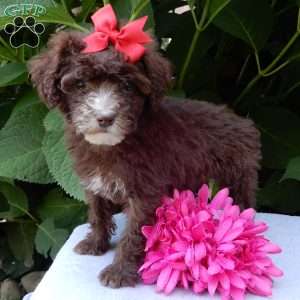 Coco, Mini Goldendoodle Puppy