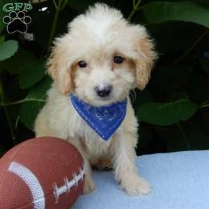 Peanut, Mini Goldendoodle Puppy