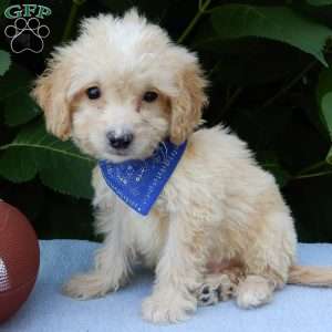 Peanut, Mini Goldendoodle Puppy