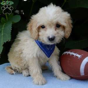 Peanut, Mini Goldendoodle Puppy