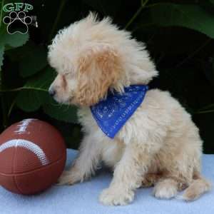 Peanut, Mini Goldendoodle Puppy
