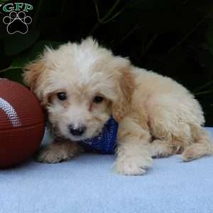 Peanut, Mini Goldendoodle Puppy