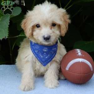 Peanut, Mini Goldendoodle Puppy
