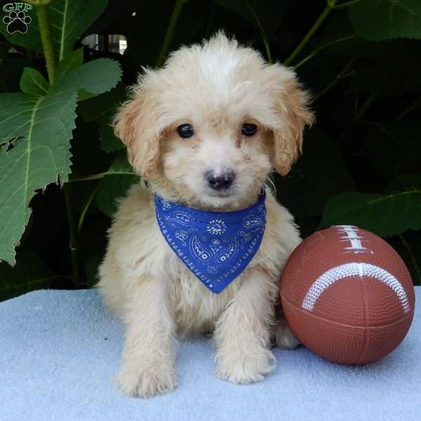 Peanut, Mini Goldendoodle Puppy