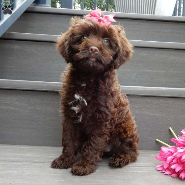 Laci, Cockapoo Puppy